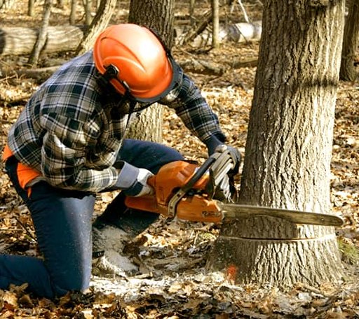 Tree Removal in Melvin, TX